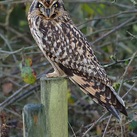 Buy canvas prints of Short Eared Owl resting on a fence post by Russell Finney