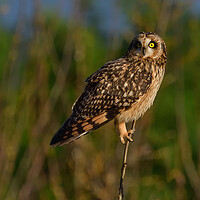 Buy canvas prints of Short Eared Owl by Russell Finney