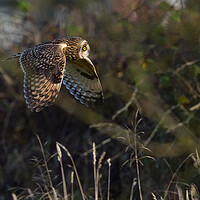 Buy canvas prints of Short Eared Owl quartering-hunting in a field  by Russell Finney