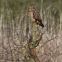 Buy canvas prints of Short Eared Owl resting on a tree in a field by Russell Finney