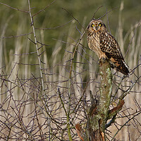 Buy canvas prints of Short Eared Owl, perched on a branch by Russell Finney