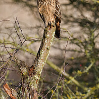 Buy canvas prints of Short Eared Owl, perched on a branch by Russell Finney