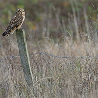 Buy canvas prints of Short Eared Owl, perched on a fence post by Russell Finney