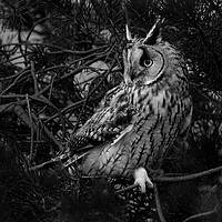Buy canvas prints of Long Eared Owl, perched on in conifer tree by Russell Finney