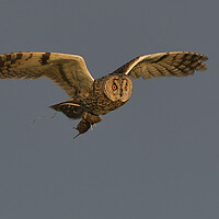 Buy canvas prints of Long Eared Owl, flying with it prey  by Russell Finney