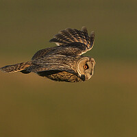 Buy canvas prints of Long Eared Owl flying by Russell Finney
