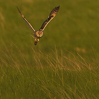 Buy canvas prints of Long Eared Owl, flying with it prey across a field by Russell Finney