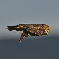 Buy canvas prints of Long Eared Owl, flying with its prey-field vole by Russell Finney