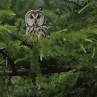 Buy canvas prints of Long Eared Owl, perched in conifer tree by Russell Finney