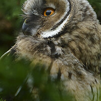 Buy canvas prints of Young Long Eared Owl, perched on a branch by Russell Finney