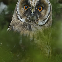 Buy canvas prints of Young Long Eared Owl, perched on a branch by Russell Finney