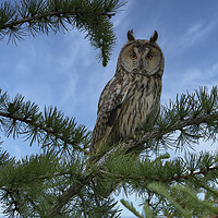 Buy canvas prints of Long Eared Owl, perched in conifer tree by Russell Finney