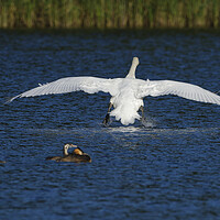 Buy canvas prints of Mute Swan landing on water by Russell Finney