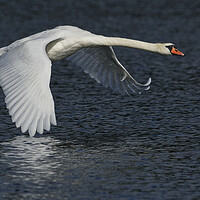 Buy canvas prints of Mute Swan flying over water by Russell Finney