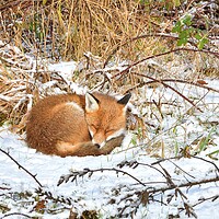 Buy canvas prints of Red Fox asleep in the snow  by Russell Finney