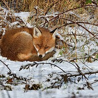 Buy canvas prints of Red Fox resting in the snow  by Russell Finney