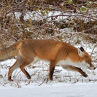 Buy canvas prints of A fox walking through the snow by Russell Finney