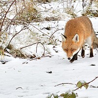 Buy canvas prints of Red Fox prowling in the snow by Russell Finney