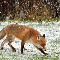 Buy canvas prints of Red Fox prowling in the snow by Russell Finney