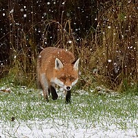 Buy canvas prints of A fox walking through the snow by Russell Finney