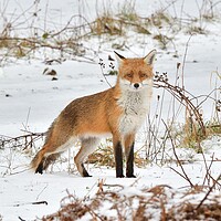 Buy canvas prints of A fox in the snow by Russell Finney