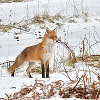 Buy canvas prints of A fox in the snow by Russell Finney