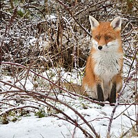 Buy canvas prints of Red Fox resting in the snow by Russell Finney