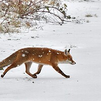 Buy canvas prints of Fox crossing a field in the snow by Russell Finney