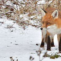 Buy canvas prints of Red Fox looking for food in the snow  by Russell Finney
