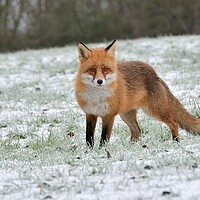 Buy canvas prints of A fox in a snowy open field by Russell Finney