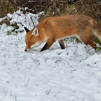 Buy canvas prints of Red Fox looking for food in the snow  by Russell Finney