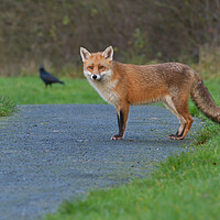 Buy canvas prints of Red Fox (Vulpes Vulpes) on the edge of woodland path by Russell Finney