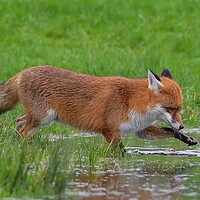 Buy canvas prints of Red Fox (Vulpes Vulpes) drinking playing in a small pond by Russell Finney