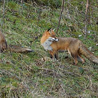 Buy canvas prints of Male and female Red Fox (Vulpes Vulpes) on the edge of woodland by Russell Finney