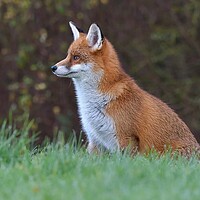 Buy canvas prints of Red Fox (Vulpes Vulpes) in a lush green field  by Russell Finney