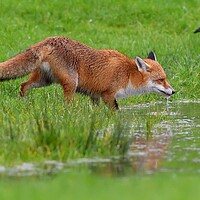 Buy canvas prints of Red Fox (Vulpes Vulpes) drinking water from small pond by Russell Finney