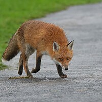 Buy canvas prints of Red Fox (Vulpes Vulpes) close up in the rain by Russell Finney