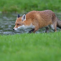 Buy canvas prints of Red Fox (Vulpes Vulpes) walking on the edge of a small pond by Russell Finney