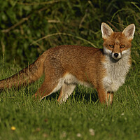 Buy canvas prints of A fox standing in the grass by Russell Finney