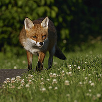 Buy canvas prints of A fox standing in the grass by Russell Finney