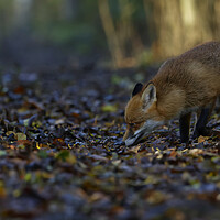 Buy canvas prints of Fox in woodland  by Russell Finney