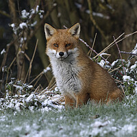 Buy canvas prints of A fox covered in snow by Russell Finney