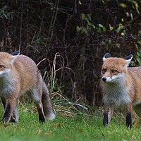 Buy canvas prints of Red Fox (Vulpes Vulpes) on the edge of woodland by Russell Finney