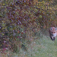 Buy canvas prints of Red Fox on the edge of woodland, , St Helens by Russell Finney