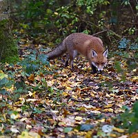 Buy canvas prints of Red Fox (Vulpes Vulpes) on the edge of woodland, E by Russell Finney