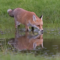 Buy canvas prints of Red Fox (Vulpes Vulpes) drinking water from small  by Russell Finney