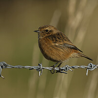 Buy canvas prints of Stonechat female on a wire, Liverpool England by Russell Finney