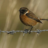 Buy canvas prints of Stonechat male on barbed wire, Liverpool England by Russell Finney