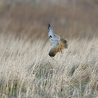 Buy canvas prints of Hort Eared Owl diving for prey, Liverpool England by Russell Finney