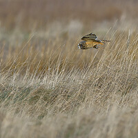Buy canvas prints of Short Eared Owl with prey, Liverpool England by Russell Finney